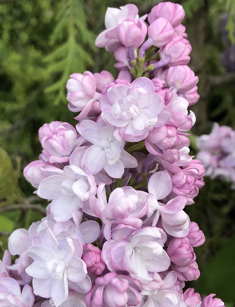 Syringa vulgaris 'Rustica'